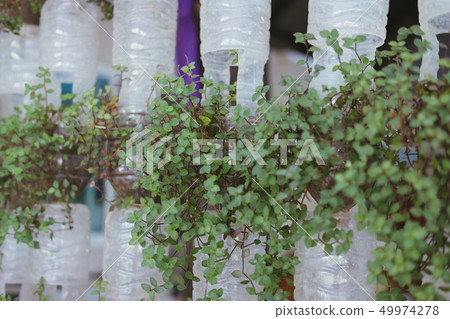 plant growing in recycled plastic bottle. vertical garden made by recycling container plant growing in recycled plastic bottle. vertical garden made by recycling container 49974278