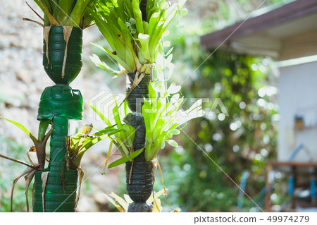plant growing in recycled plastic bottle. vertical garden made by recycling container plant growing in recycled plastic bottle. vertical garden made by recycling container 49974279