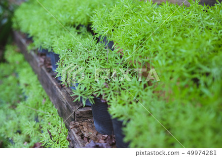 gold moss sedum plant in pot. goldmoss stonecrop in garden gold moss sedum plant in pot. goldmoss stonecrop in garden 49974281