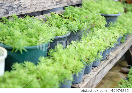 gold moss sedum plant in pot. goldmoss stonecrop in garden 49974285