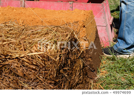 straw mushroom growing in farm 49974699