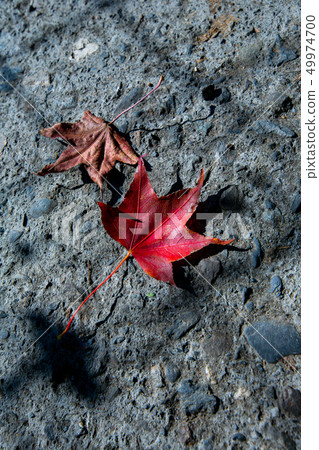 臺灣南投清境農場 Asia Taiwan Nantou Cingjing Farm 臺灣南投清境農場 Asia Taiwan Nantou Cingjing Farm 49974700