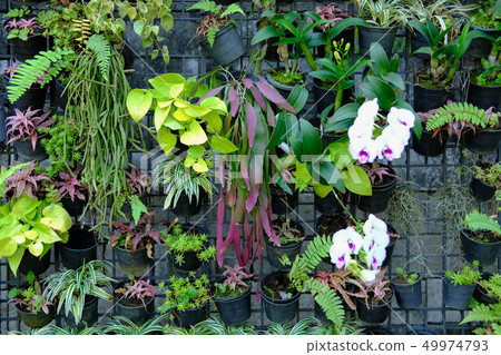 plant flower horticulture in garden 49974793