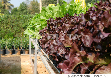 lettuce plant growing in farm. vegatable plantation in garden lettuce plant growing in farm. vegatable plantation in garden 49974928