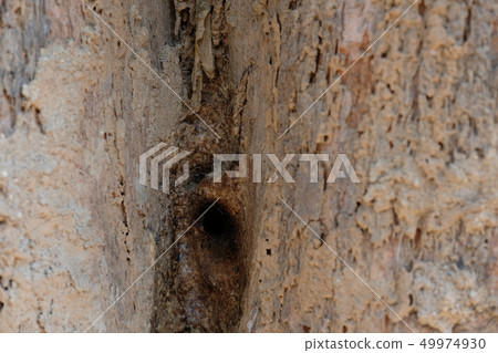 stingless bee hive in tree. insect nest stingless bee hive in tree. insect nest 49974930