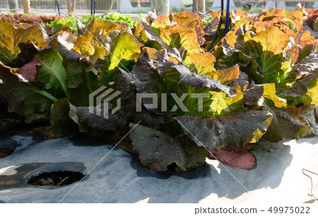 lettuce plant growing in farm. vegatable plantation in garden 49975022