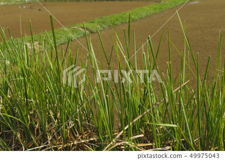vetiver grass near rice paddy field 49975043