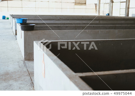 earthworm for producing manure compost fertilizer vermicompost earthworm for producing manure compost fertilizer vermicompost 49975044