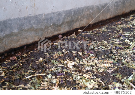 earthworm for producing manure compost fertilizer vermicompost 49975102