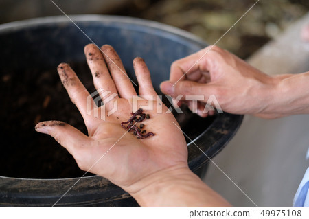 farmer hand holding earthworm. composting worm for producting compost manure farmer hand holding earthworm. composting worm for producting compost manure 49975108