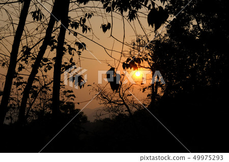 sunrise sunset sunlight with forest silhouette sunrise sunset sunlight with forest silhouette 49975293