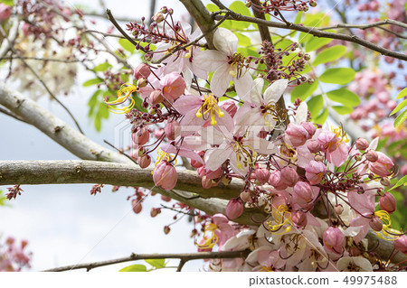 Pink flower of Wishing tree 49975488