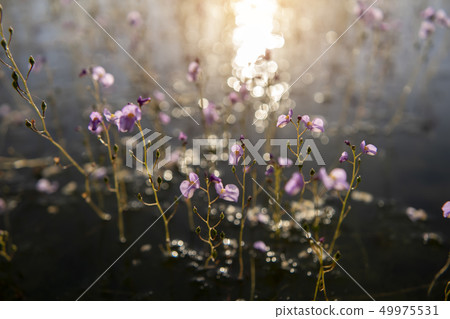 Utricularia warburgii, Lentibulariaceae 49975531
