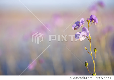 Utricularia warburgii or Lentibulariaceae 49975534