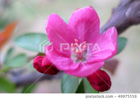 A pink flower that blooms in the morning sun (Hira Ringo: Crab apple) A pink flower that blooms in the morning sun (Hira Ringo: Crab apple) 49975558