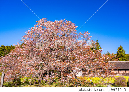 （靜岡縣）Shimouma櫻花在狩獵小屋 49975643