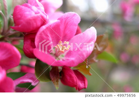 在早晨的陽光下綻放的粉紅色花朵（Hira Ringo：蟹蘋果） 49975656