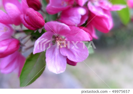 在早晨的陽光下綻放的粉紅色花朵(Hira Ringo:蟹蘋果) 在早晨的陽光下綻放的粉紅色花朵(Hira Ringo:蟹蘋果) 49975657