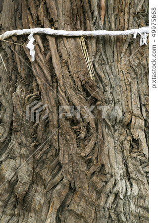 Hirasawa Aoi no Sugi Miyagi Prefecture Osugi 49975668