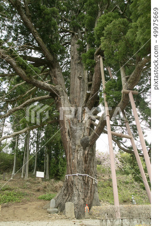 Hirasawa Aoi no Sugi Miyagi Prefecture Osugi 49975669