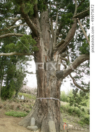 Hirasawa Aoi no Sugi Miyagi Prefecture Osugi 49975672