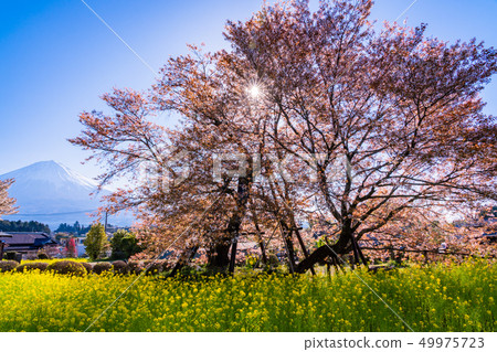 (Shizuoka Prefecture) Shimouma cherry blossoms at the hunting lodge (Shizuoka Prefecture) Shimouma cherry blossoms at the hunting lodge 49975723