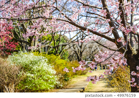 春天風景 春天風景 49976159