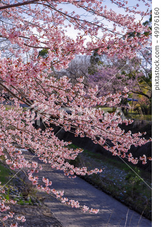 Kawazuzakura盛開 Kawazuzakura盛開 49976160