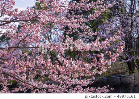 Kawazuzakura盛開 Kawazuzakura盛開 49976161