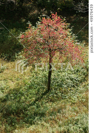 Tottori Walking in the Four Seasons Fall in the Ebara Plateau Tottori Walking in the Four Seasons Fall in the Ebara Plateau 49976439