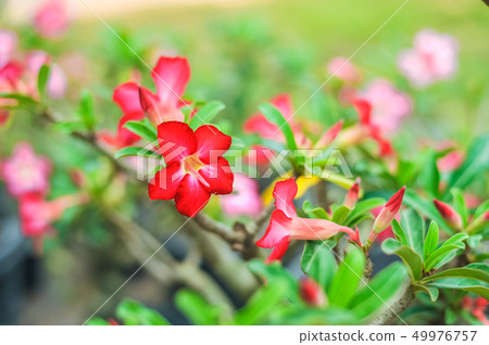 Red Adenium flowers on Natural background Red Adenium flowers on Natural background 49976757