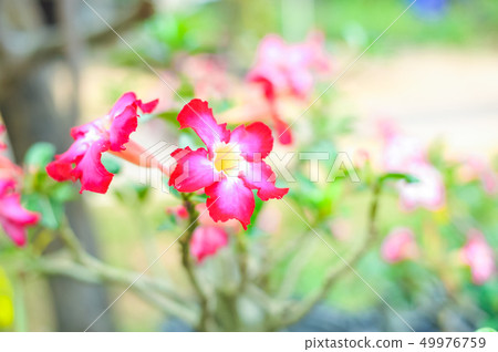 Red Adenium flowers on Natural background Red Adenium flowers on Natural background 49976759