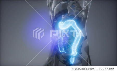 Human Colon Radiology Exam 49977366