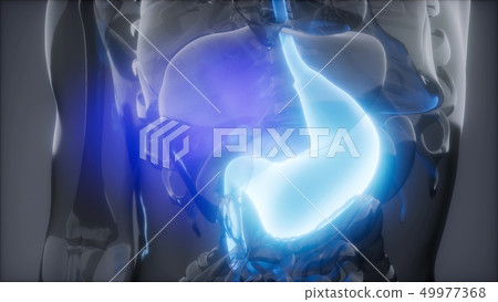 Human Stomach Radiology Exam 49977368