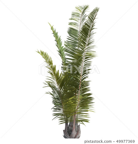 Palm Tree 3d illustration isolated on the white background Palm Tree 3d illustration isolated on the white background 49977369