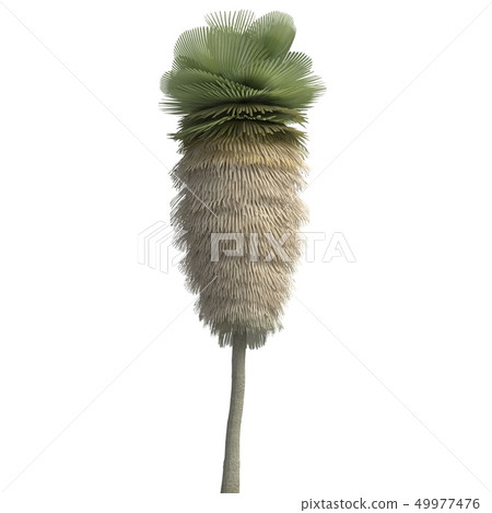 Palm Tree 3d illustration isolated on the white background 49977476