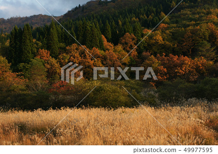 Tottori Walking in the Four Seasons Fall in the Ebara Plateau Tottori Walking in the Four Seasons Fall in the Ebara Plateau 49977595