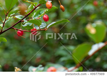 Gummy fruit Gummy fruit getting wet in the rain Gummy fruit Gummy fruit getting wet in the rain 49977989