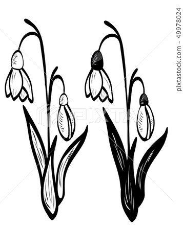 White Snowdrop Flowers Stock Illustration 49978024 Pixta