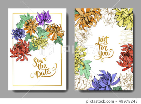 Vector Chrysanthemum floral botanical flowers. Engraved ink art. Wedding background card floral 49978245