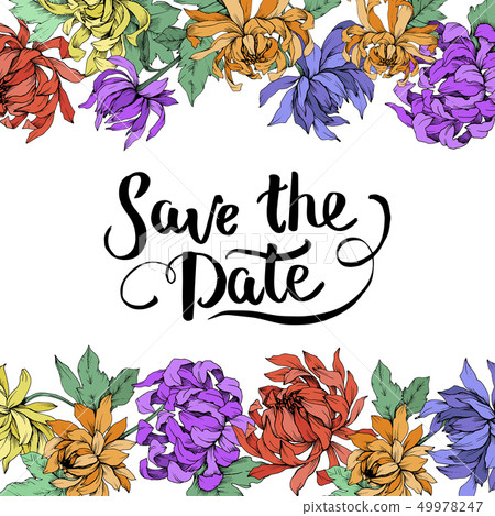 Vector Chrysanthemum floral botanical flowers. Engraved ink art. Frame border ornament square. Vector Chrysanthemum floral botanical flowers. Engraved ink art. Frame border ornament square. 49978247