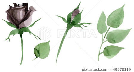 Black rose floral botanical flowers. Watercolor background illustration set. Isolated rose 49978319