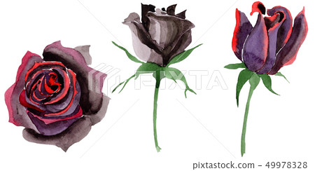 Black rose floral botanical flowers. Watercolor background illustration set. Isolated rose Black rose floral botanical flowers. Watercolor background illustration set. Isolated rose 49978328