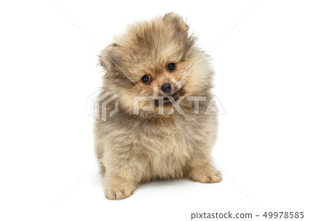 Little puppy Pomeranian Spitz Little puppy Pomeranian Spitz 49978585