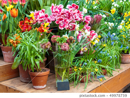 Flowers in green house. Floral bouquet shop. Blooming plants and multi color flowers inside a garden Flowers in green house. Floral bouquet shop. Blooming plants and multi color flowers inside a garden 49978739