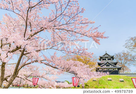 Spring in Japan Joetsu City, Niigata Prefecture Takada Castle Triple Tower and Cherry Trees 49978789