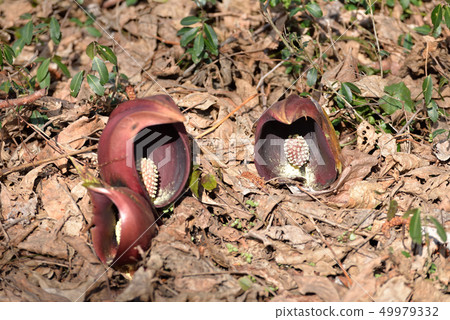 針灸告訴春天的到來 針灸告訴春天的到來 49979332