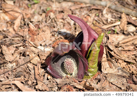 針灸告訴春天的到來 針灸告訴春天的到來 49979341