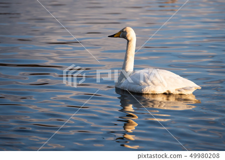Swans Swans in Haneda-numa Swans in the early morning Swans fly over Tochigi Haneda-numa park Winter 49980208