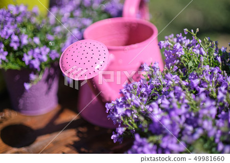Gardening tools and spring flowers on the terrace 49981660